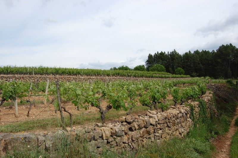Vignes