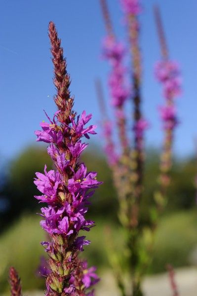 Fleur