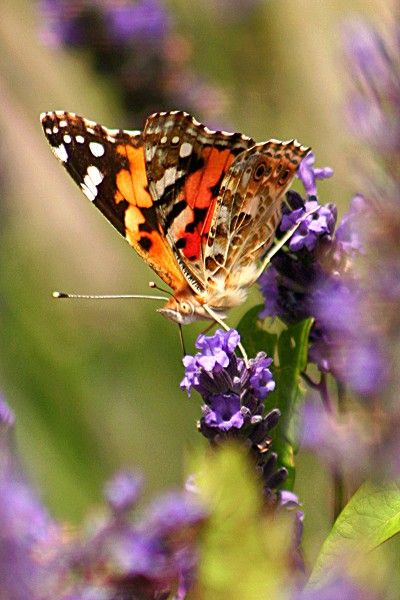 Papillon La Belle Dame