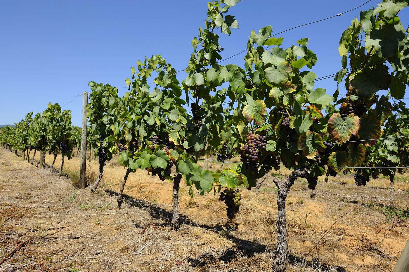 Les vignes Les vignes