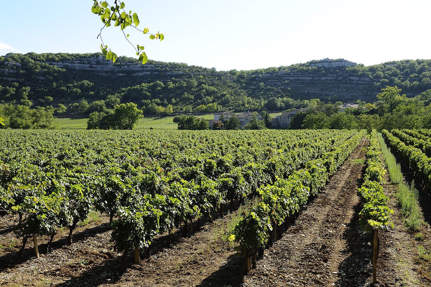 Les vignes Les vignes